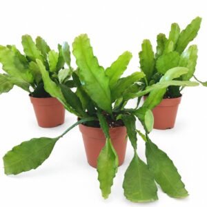 Epiphyllum Fruhlingsgold