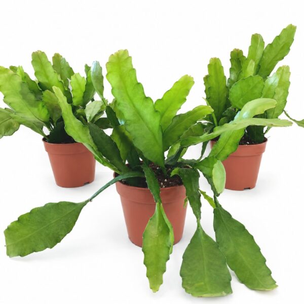 Epiphyllum Fruhlingsgold