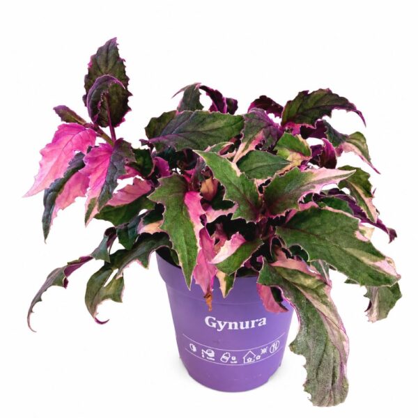 Gynura aurantiaca variegata