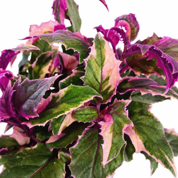 Gynura aurantiaca variegata Gynura aurantiaca variegata