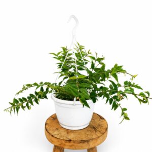 Hoya Bella -Hoja piękna