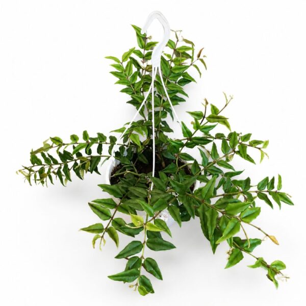 Hoya Bella -Hoja piękna
