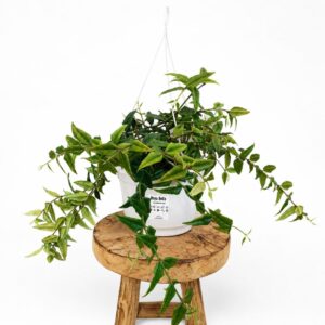 Hoya Bella -Hoja piękna