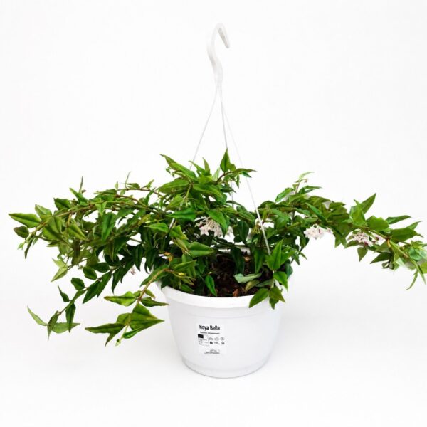 Hoya Bella -Hoja piękna Hoya Bella -Hoja piękna