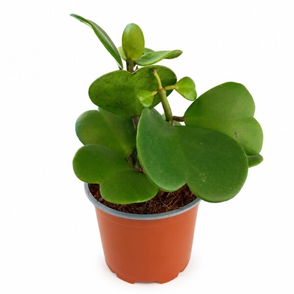 Hoya Kerri Hoya Kerri