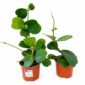 Hoya Kerri