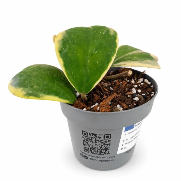 Hoya Kerrii Variegata