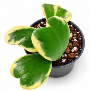 Hoya Kerrii Variegata