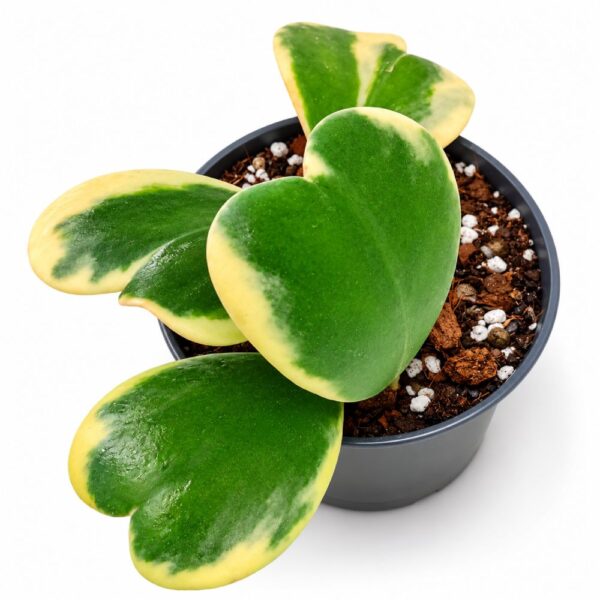 Hoya Kerrii Variegata Hoya Kerrii Variegata