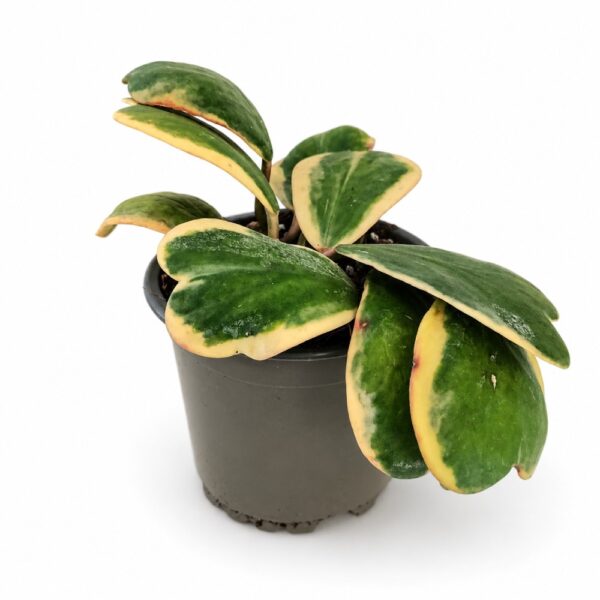 Hoya Kerrii Variegata Hoya Kerrii Variegata