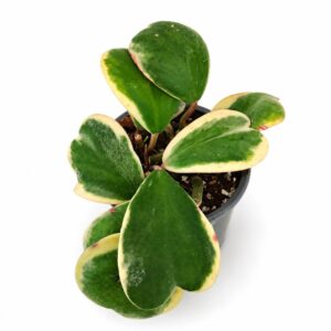 Hoya Kerrii Variegata