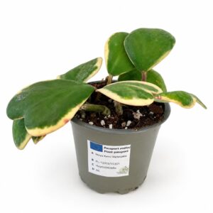 Hoya Kerrii Variegata
