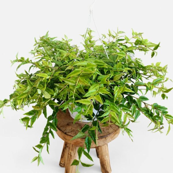 Hoya bella Hoja piękna