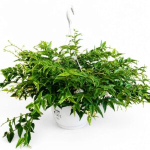 Hoya bella Hoja piękna