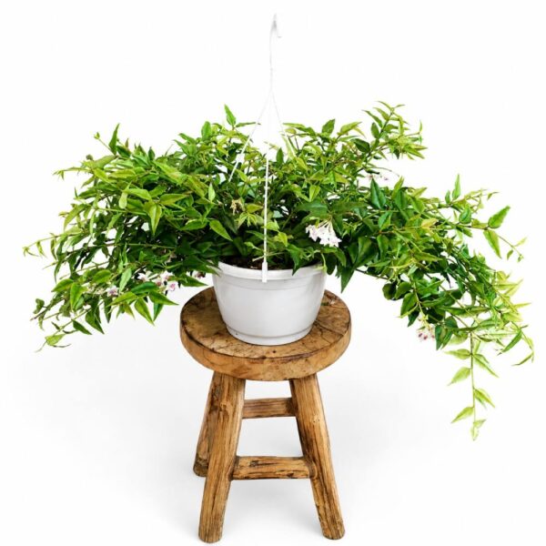 Hoya bella Hoja piękna Hoya bella Hoja piękna