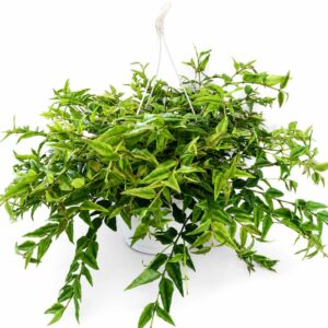 Hoya bella Hoja piękna