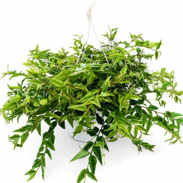 Hoya bella Hoja piękna