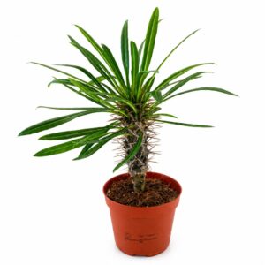 Pachypodium lamerei