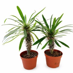 Pachypodium lamerei