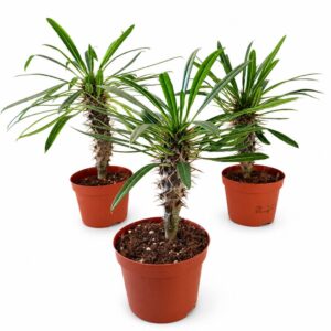 Pachypodium lamerei