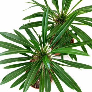 Pachypodium lamerei