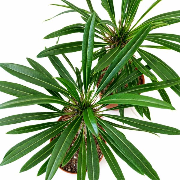 Pachypodium lamerei Pachypodium lamerei