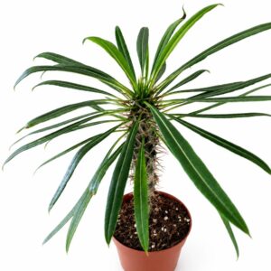 Pachypodium lamerei