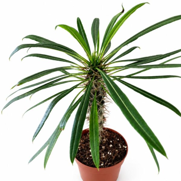 Pachypodium lamerei