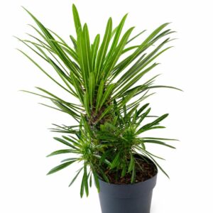 Pachypodium lamerei