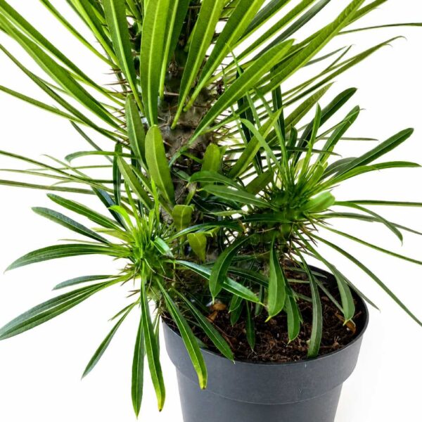 Pachypodium lamerei
