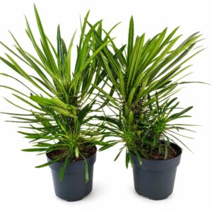 Pachypodium lamerei