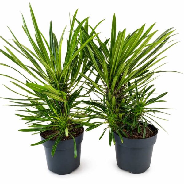 Pachypodium lamerei Pachypodium lamerei