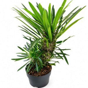 Pachypodium lamerei