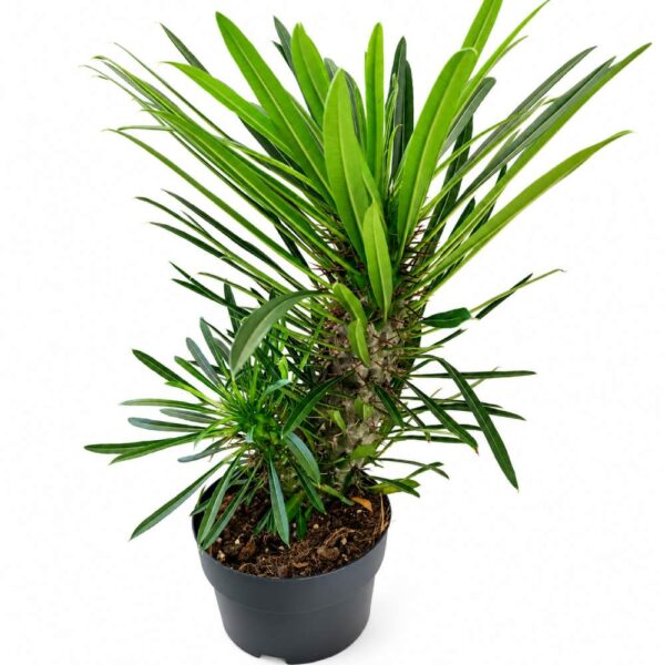 Pachypodium lamerei