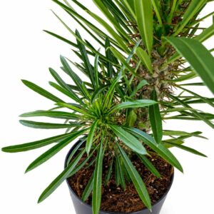 Pachypodium lamerei