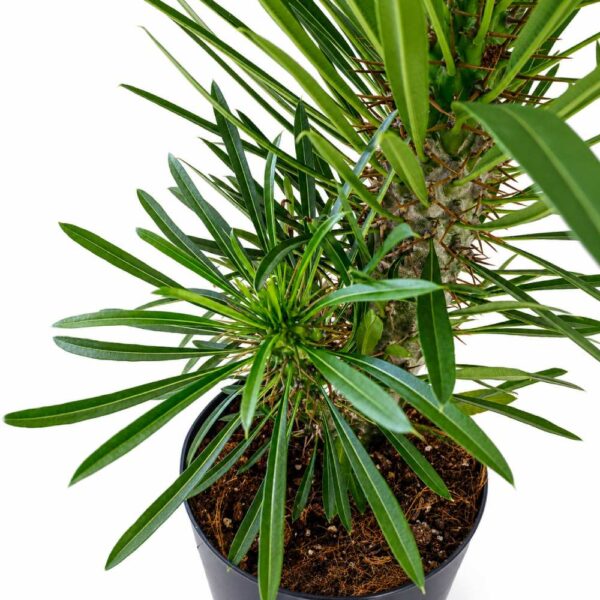 Pachypodium lamerei