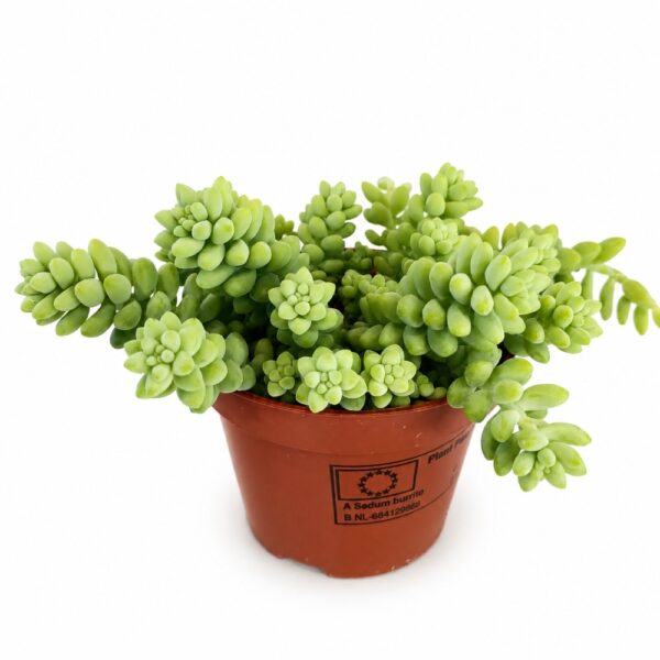 Sedum burrito Sedum burrito
