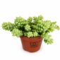 Sedum burrito