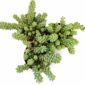 Sedum burrito