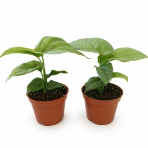 amydrium medium silver-monstera