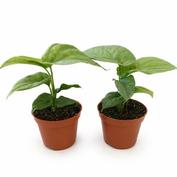 amydrium medium silver-monstera