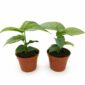 amydrium medium silver-monstera