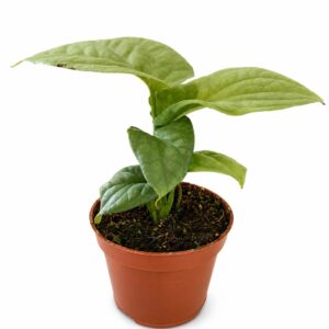 amydrium medium silver-monstera