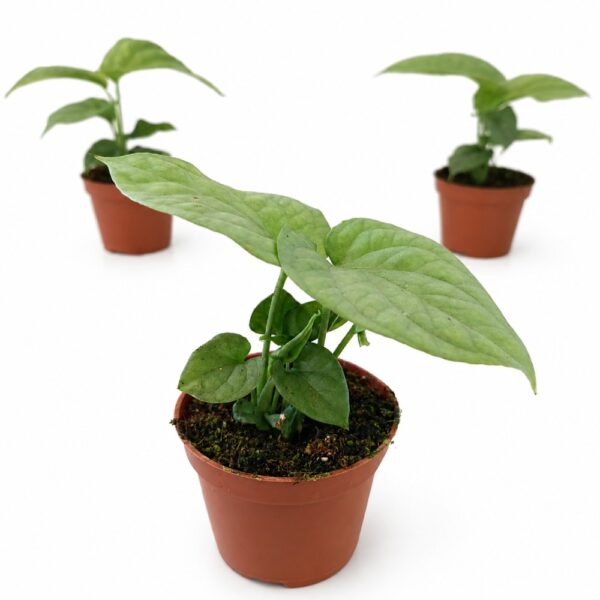 amydrium medium silver-monstera