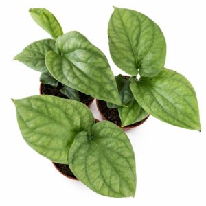 amydrium medium silver-monstera