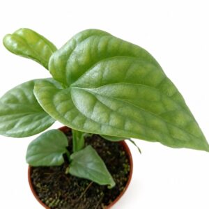 amydrium medium silver-monstera