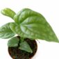 amydrium medium silver-monstera
