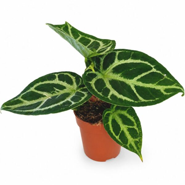 anthurium silver blush