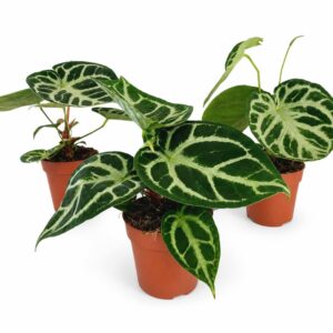 anthurium silver blush