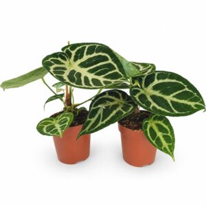 anthurium silver blush